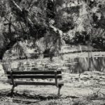 Black and White Bench at Pond