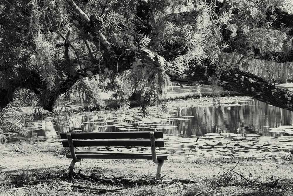 Black and White Bench at Pond