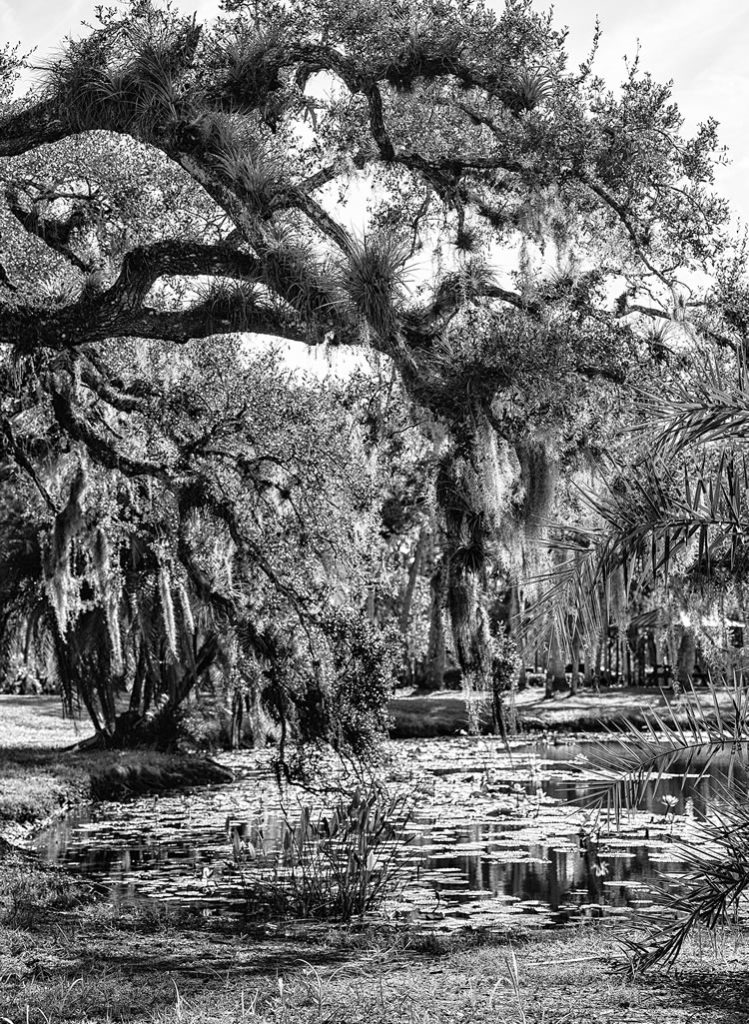 Black and White Tree at Pond