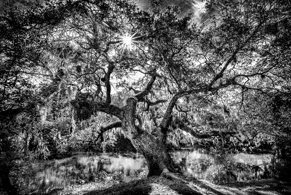 Black and White Tree at Pond