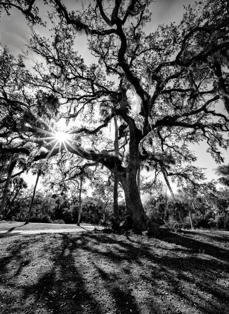 Black and White Tree