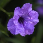 Mexican Petunia