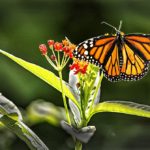 Monarch Butterfly