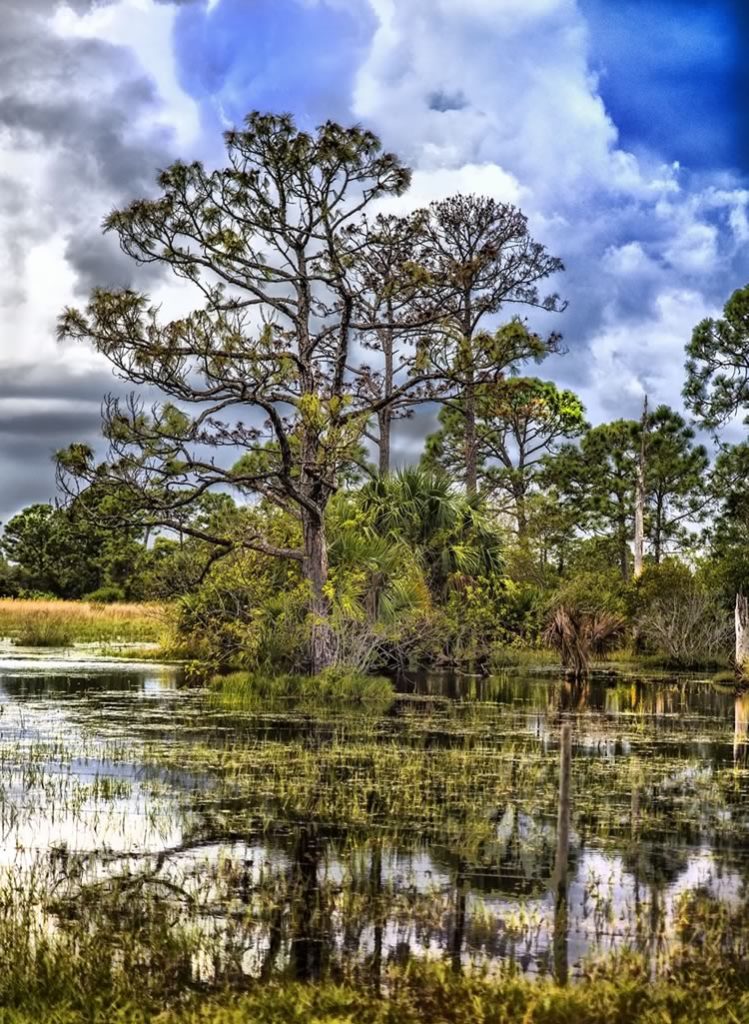 Trees at Pond